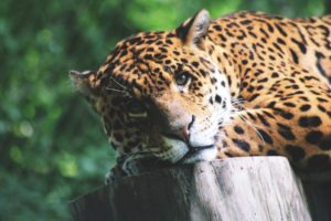 leopard-closeup-1500x1000