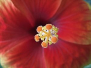 hibiscus