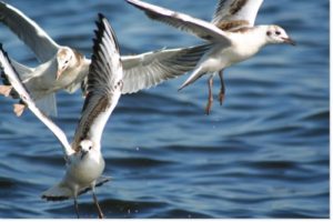 mouette