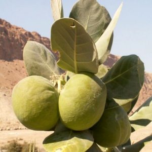 calotropis procera