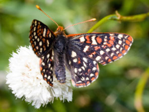 papillon euphydryas_editha